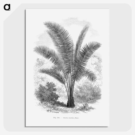 1-66_Les-Palmiers-Histoire-Iconographique_picture-crop