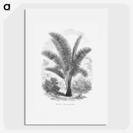 1-66_Les-Palmiers-Histoire-Iconographique_picture
