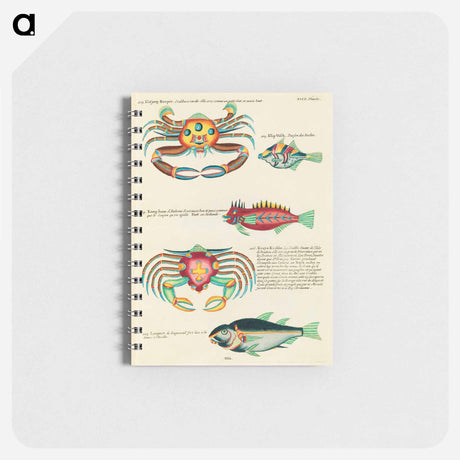 アートメモ帳-Moluccan Sea Creatures
 - ルイ ルナール Memo.