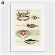 1-66_Louis-Renard_picture