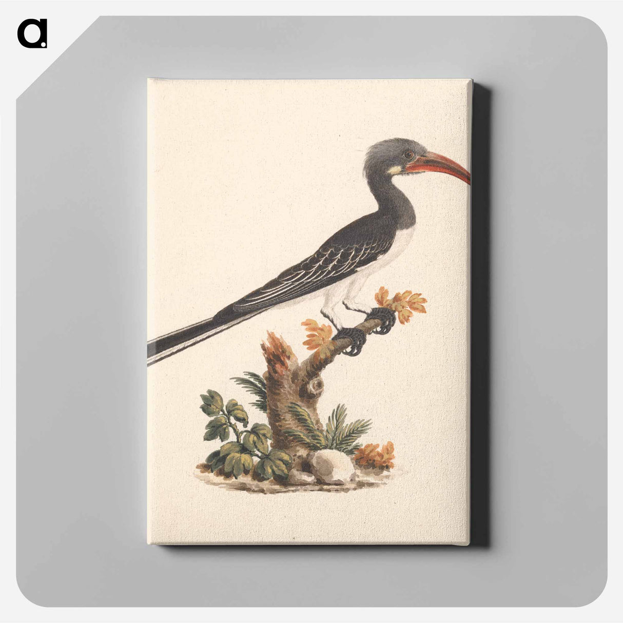 アートパネル-Hemprich's Hornbill or Crowned Hornbill
 - ルイージ バルガーニ Canvas.