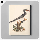 アートパネル-Hemprich's Hornbill or Crowned Hornbill
 - ルイージ バルガーニ Canvas.