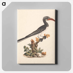 アートパネル-Hemprich's Hornbill or Crowned Hornbill
 - ルイージ バルガーニ Canvas.