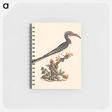 Hemprich's Hornbill or Crowned Hornbill
 - ルイージ バルガーニ Memo.