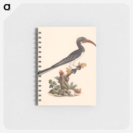 アートメモ帳-Hemprich's Hornbill or Crowned Hornbill
 - ルイージ バルガーニ Memo.