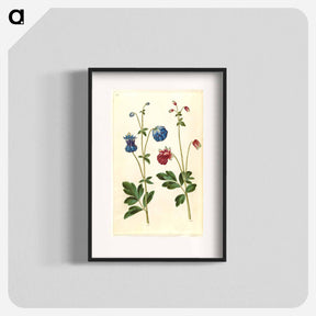 アートポスター-Aquilegia vulgaris
 - マリア ジビーラ メーリアン Poster.