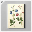 アートパネル-Aquilegia vulgaris
 - マリア ジビーラ メーリアン Canvas.