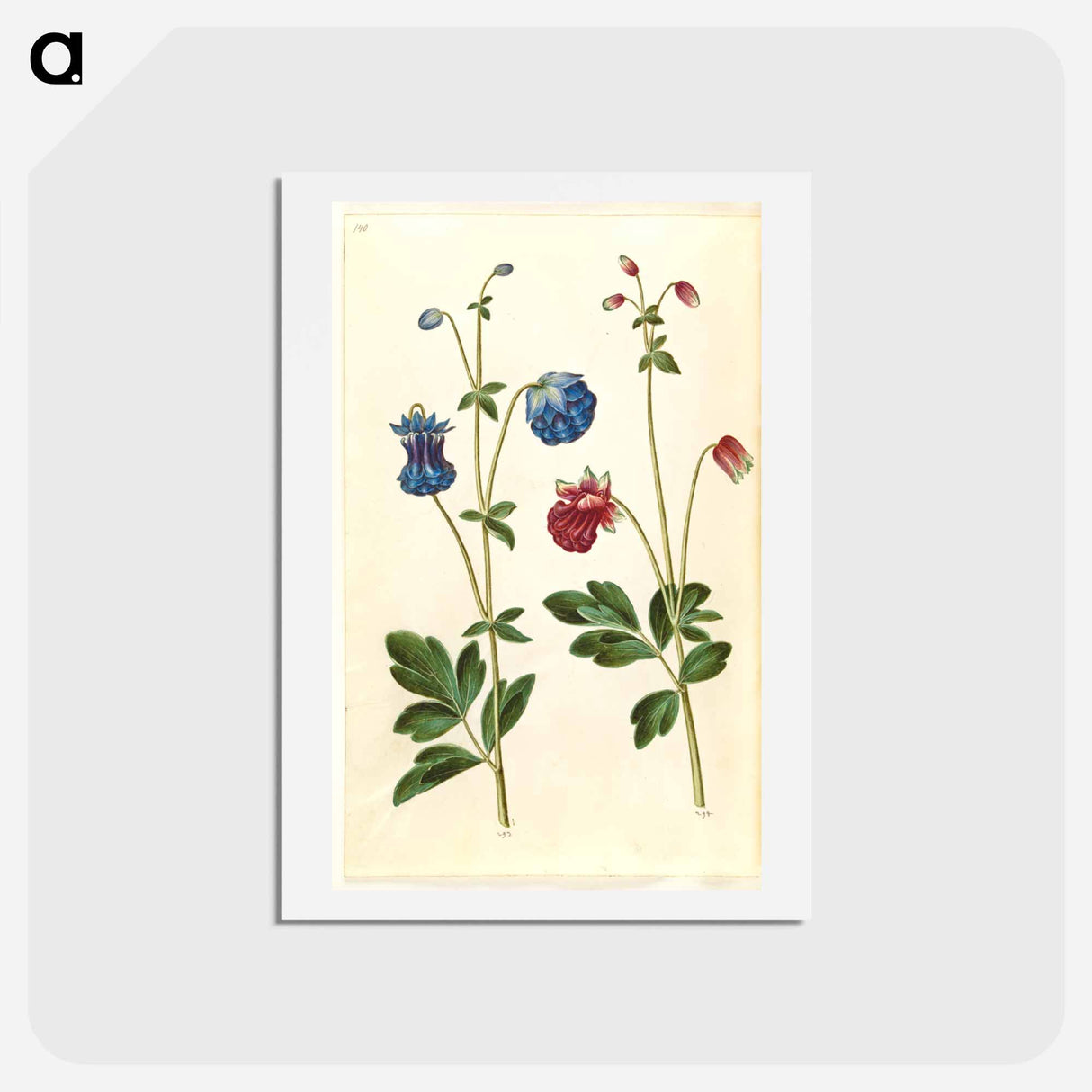 アートポストカード-Aquilegia vulgaris
 - マリア ジビーラ メーリアン Postcard.