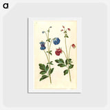 アートポストカード-Aquilegia vulgaris
 - マリア ジビーラ メーリアン Postcard.