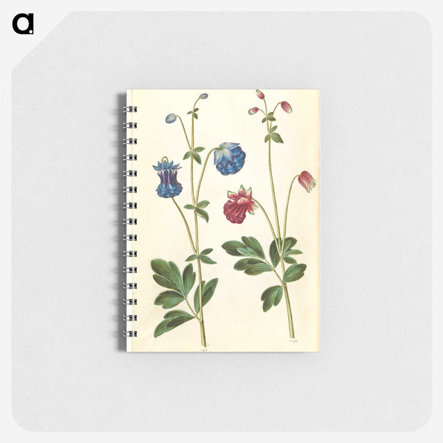 1-66_Maria-Sibylla-Merian_memo