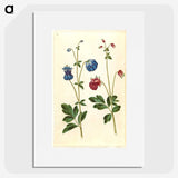 1-66_Maria-Sibylla-Merian_picture