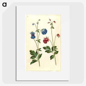 1-66_Maria-Sibylla-Merian_picture