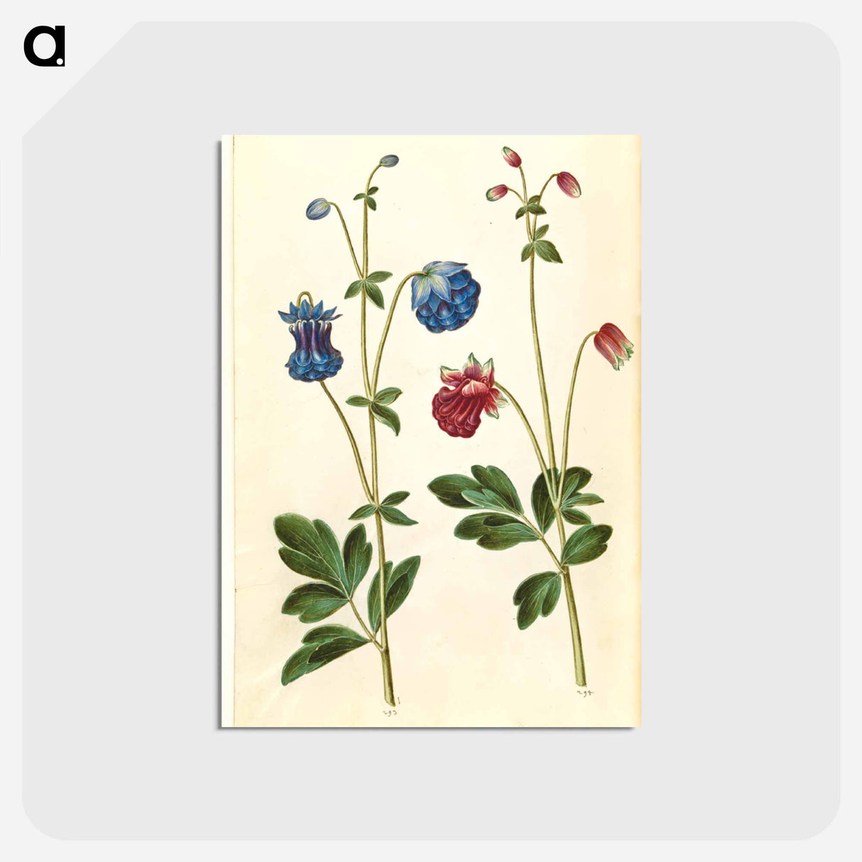 アートポストカード-Aquilegia vulgaris
 - マリア ジビーラ メーリアン Postcard.