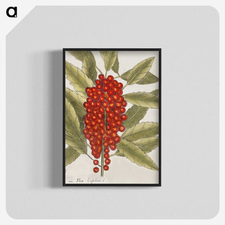 1-66_Mark-Catesby_blk-crop