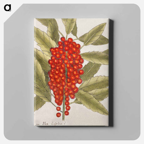 アートパネル-Dogwood Tree
 - マーク ケイツビー Canvas.