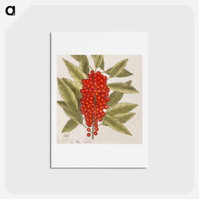 アートポストカード-Dogwood Tree
 - マーク ケイツビー Postcard.