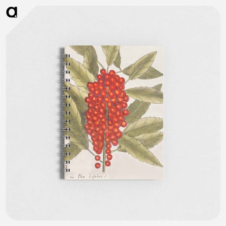 アートメモ帳-Dogwood Tree
 - マーク ケイツビー Memo.