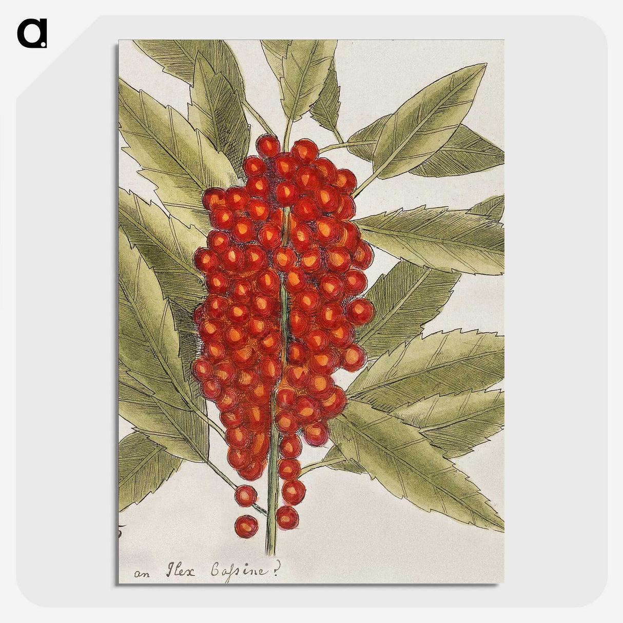 1-66_Mark-Catesby_picture-crop