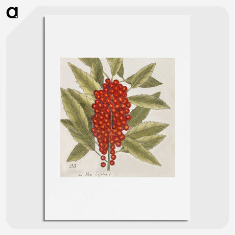 1-66_Mark-Catesby_picture