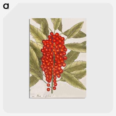 アートポストカード-Dogwood Tree
 - マーク ケイツビー Postcard.