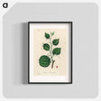 アートポスター-Lmilax Larsaparilla
 - 薬用植物学 Poster.