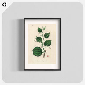 アートポスター-Lmilax Larsaparilla
 - 薬用植物学 Poster.