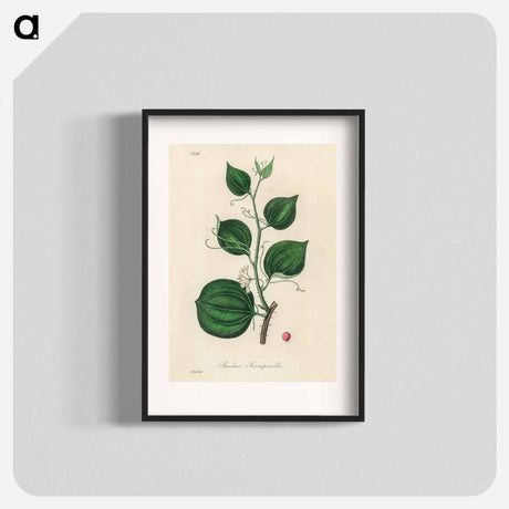 アートポスター-Lmilax Larsaparilla
 - 薬用植物学 Poster.