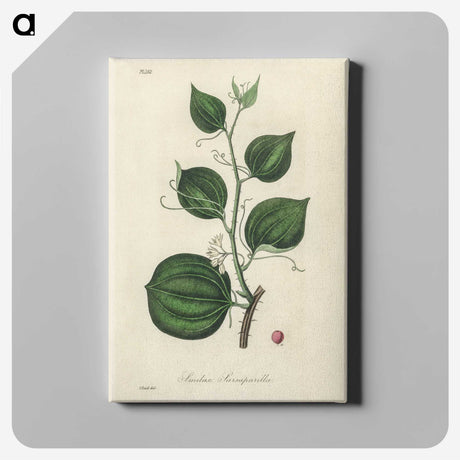 1-66_Medical-Botany_canvas