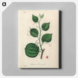 アートパネル-Lmilax Larsaparilla
 - 薬用植物学 Canvas.
