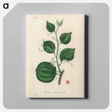 アートパネル-Lmilax Larsaparilla
 - 薬用植物学 Canvas.