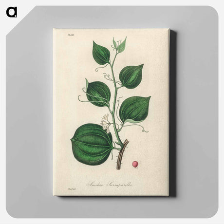 アートパネル-Lmilax Larsaparilla
 - 薬用植物学 Canvas.