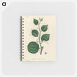 アートメモ帳-Lmilax Larsaparilla
 - 薬用植物学 Memo.