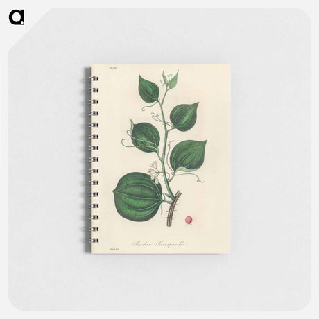 アートメモ帳-Lmilax Larsaparilla
 - 薬用植物学 Memo.