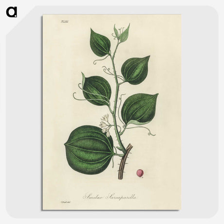 1-66_Medical-Botany_picture-crop