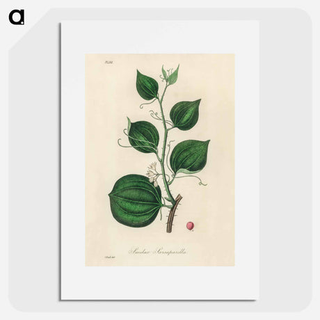 アートポスター-Lmilax Larsaparilla
 - 薬用植物学 Poster.
