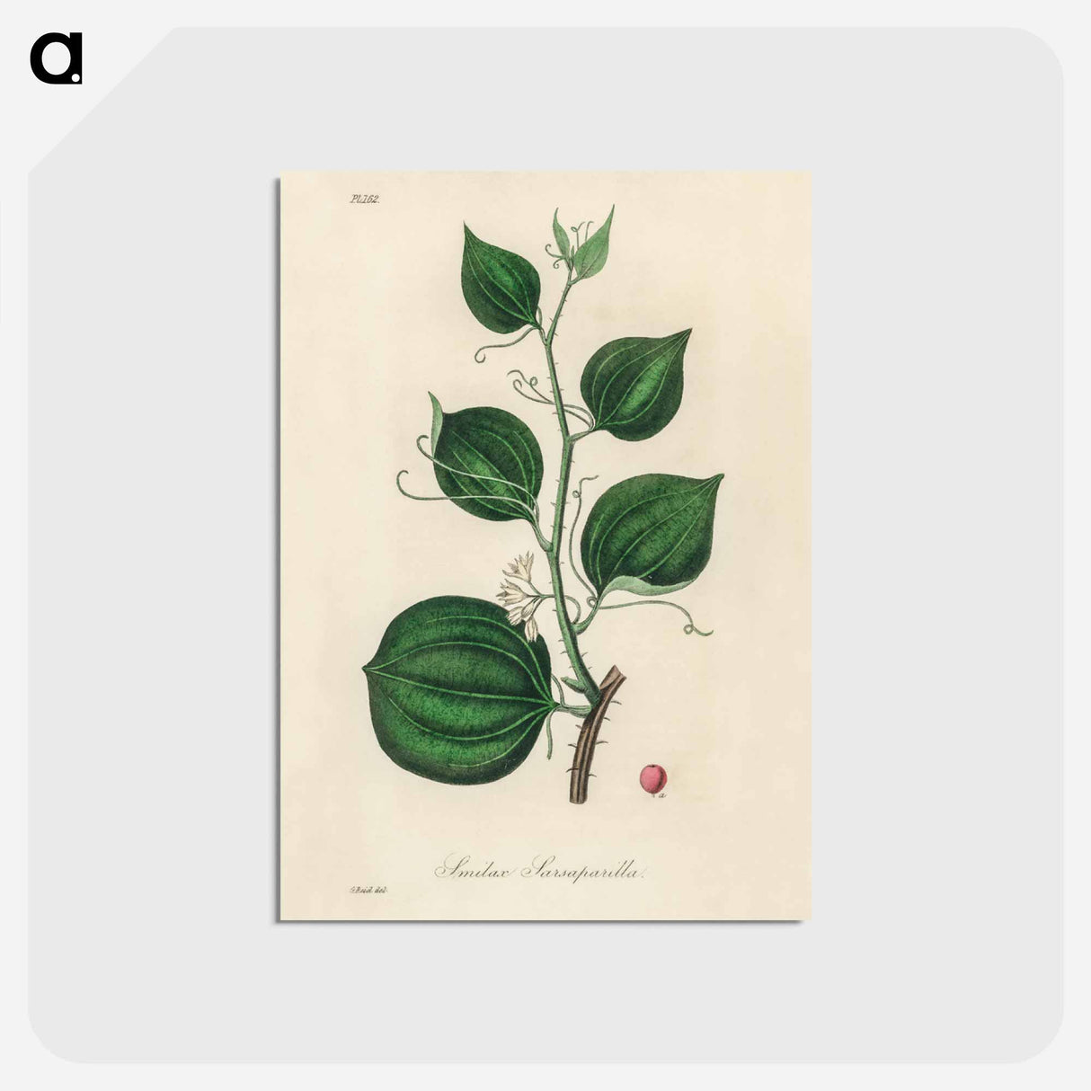アートポストカード-Lmilax Larsaparilla
 - 薬用植物学 Postcard.