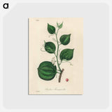 アートポストカード-Lmilax Larsaparilla
 - 薬用植物学 Postcard.