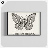 1-66_Moths-and-Butterflies-of-the-United-States_blk-crop