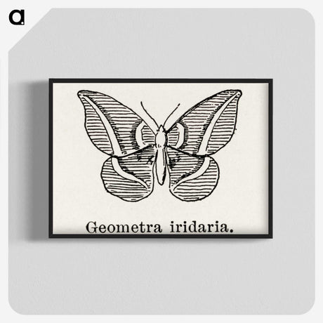 1-66_Moths-and-Butterflies-of-the-United-States_blk-crop