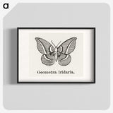 1-66_Moths-and-Butterflies-of-the-United-States_blk