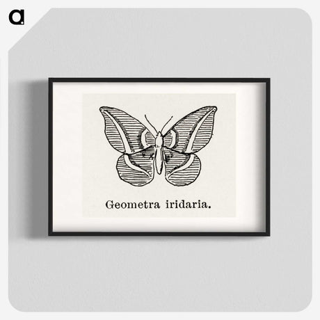 1-66_Moths-and-Butterflies-of-the-United-States_blk