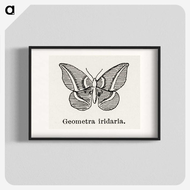 1-66_Moths-and-Butterflies-of-the-United-States_blk