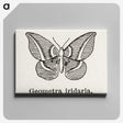 1-66_Moths-and-Butterflies-of-the-United-States_canvas