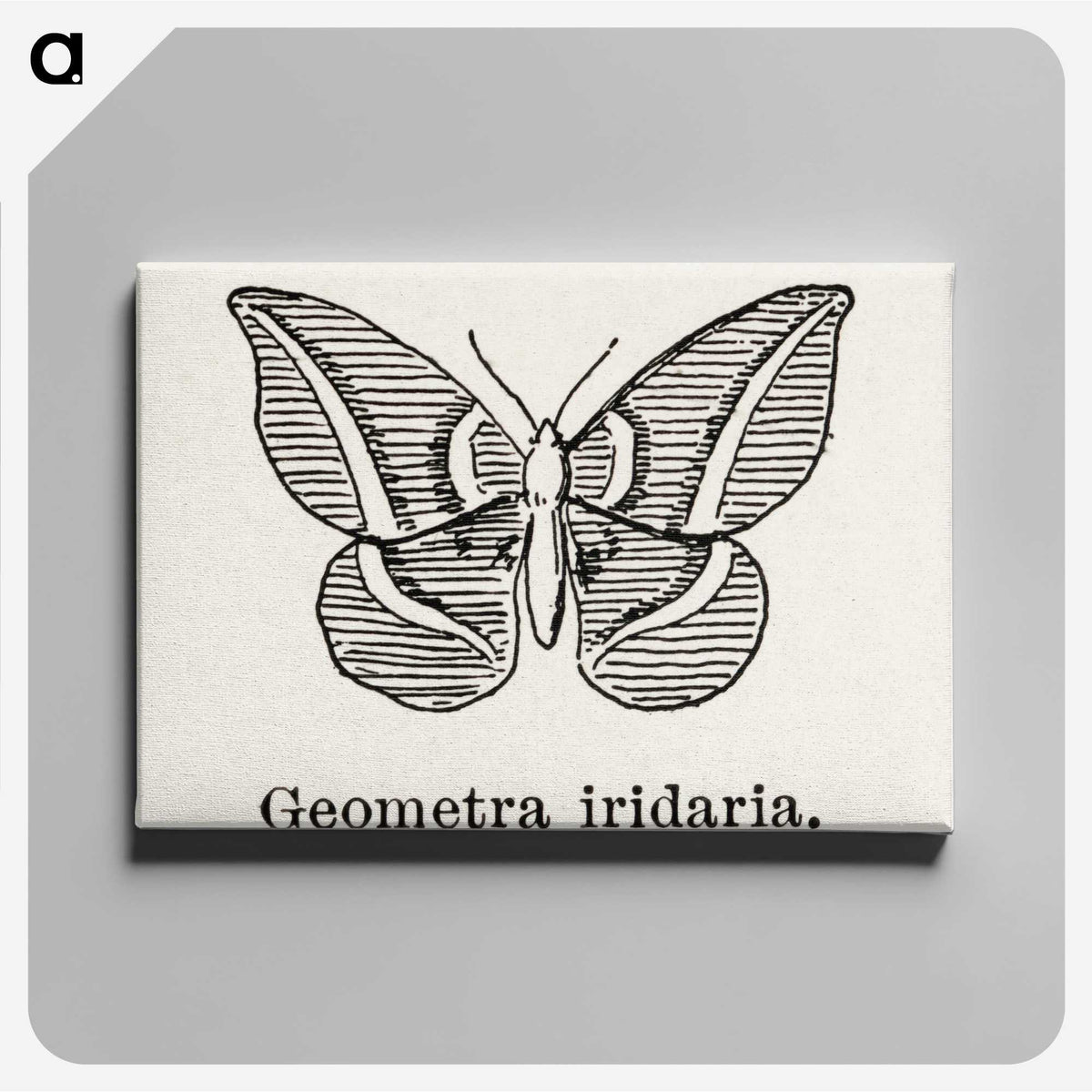 1-66_Moths-and-Butterflies-of-the-United-States_canvas