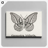 1-66_Moths-and-Butterflies-of-the-United-States_canvas