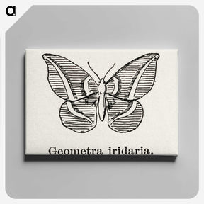 1-66_Moths-and-Butterflies-of-the-United-States_canvas