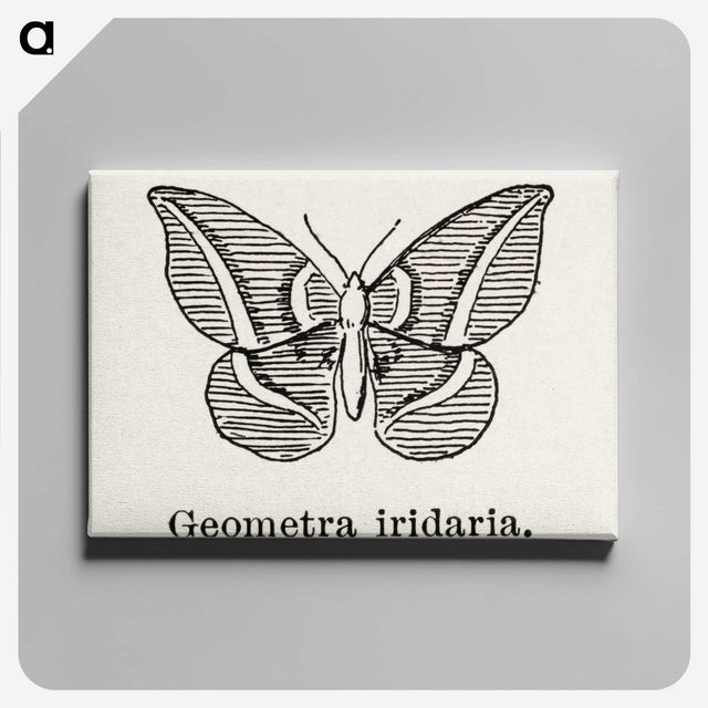1-66_Moths-and-Butterflies-of-the-United-States_canvas
