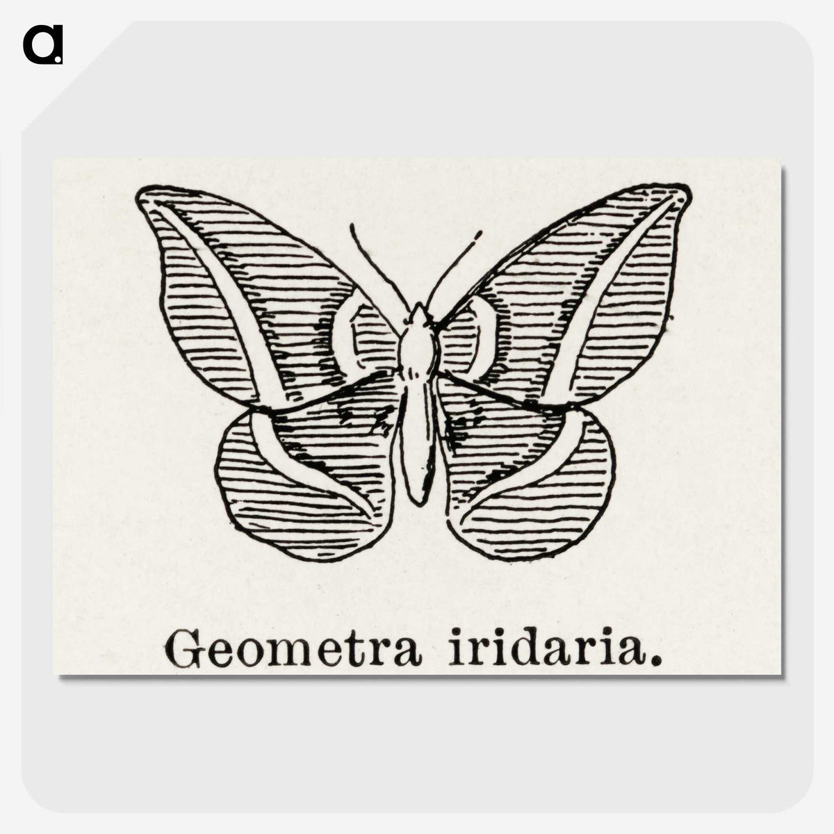 1-66_Moths-and-Butterflies-of-the-United-States_picture-crop