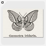 1-66_Moths-and-Butterflies-of-the-United-States_picture-crop