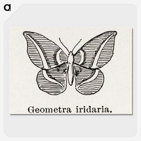 1-66_Moths-and-Butterflies-of-the-United-States_picture-crop